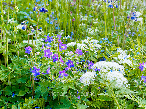 V7W15  Wildflowers