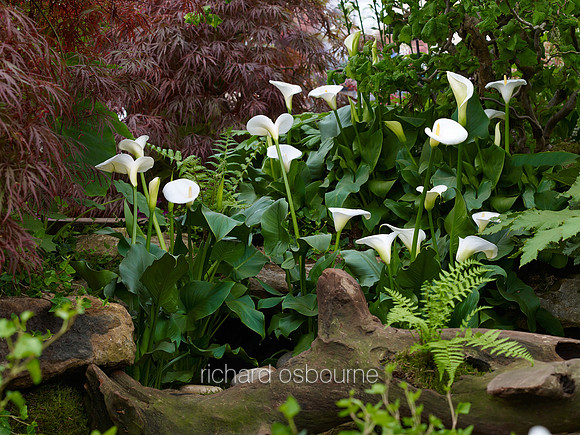 Shady Garden, Chelsea Flower Show 2013, London, UK