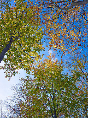 V6F35  Autumn Beeches, Norfolk, UK