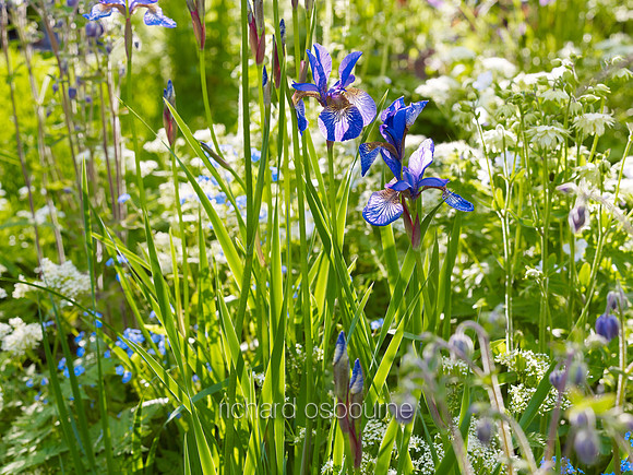 V7W16  Irises and Wildflowers