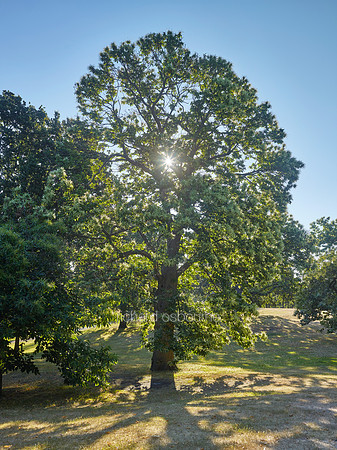 V9F28  Sweet Chestnut Tree, Greenwich Park, London, UK