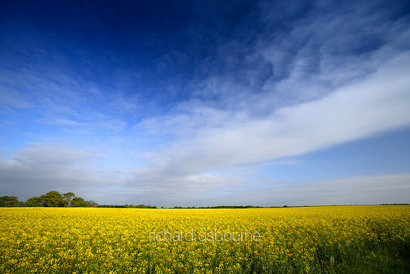 L1L15 Rape Field
