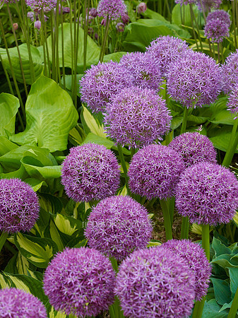 V7FL1  Alliums