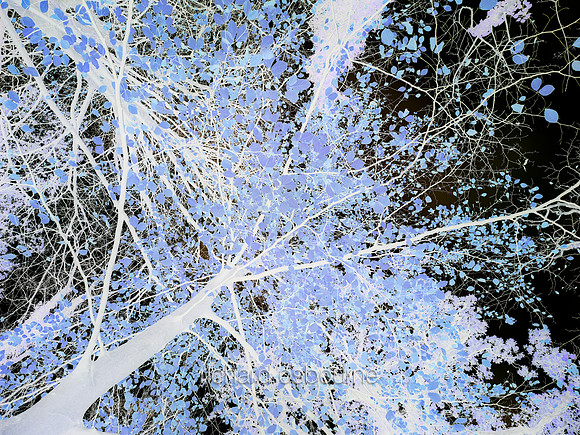 V7A1  Beech Tree