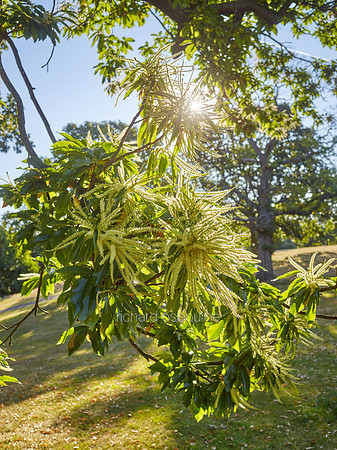V9F30  Sweet Chestnut Tree, Greenwich Park, London, UK