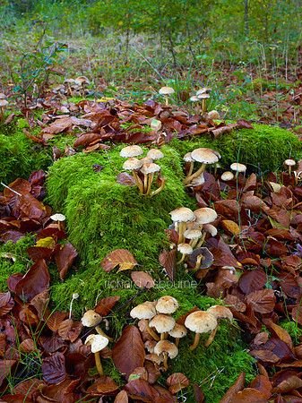 V6D40  Autumn, Thetford Forest, Norfolk, UK