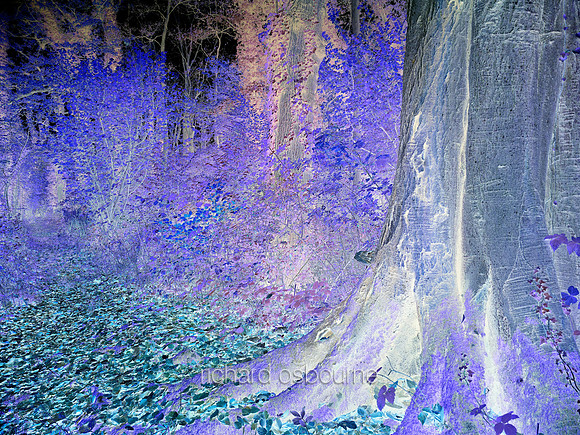 V7A2  Forest