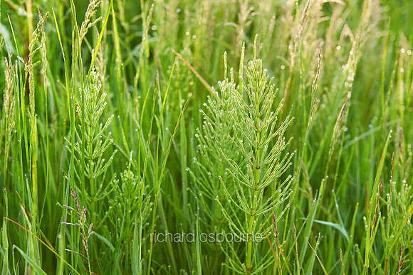 V7W28  Horsetails, Norfolk, UK