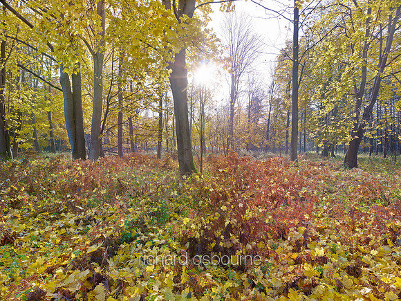 V6F24  Autumn, Thetford Forest, Norfolk, UK