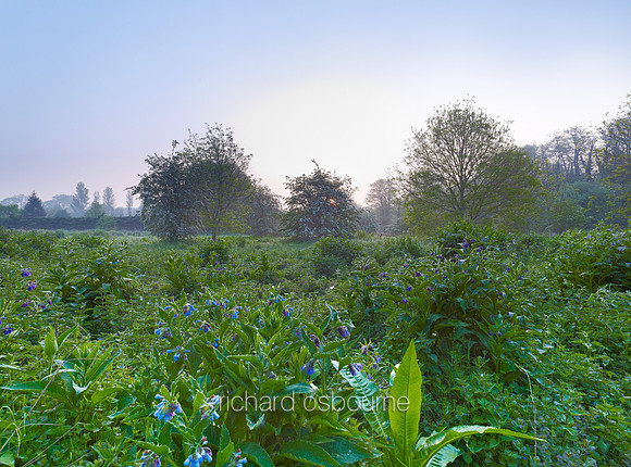V6N44  Russian Comfrey at Dawn, Newton Flotman, Norfolk, UK