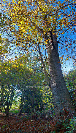 V7F31  Sweet Chestnut Tree, Ted Ellis Nature Reserve, Norfolk, UK