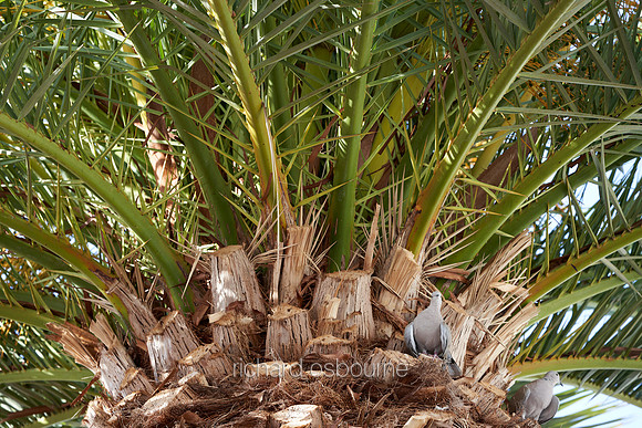 V18D4  Canarian Palm Trees, Tenerife, Spain