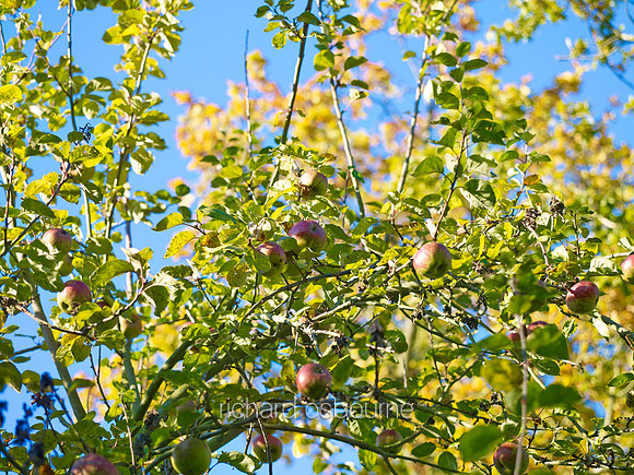 V7F36  Apples on Apple Trees