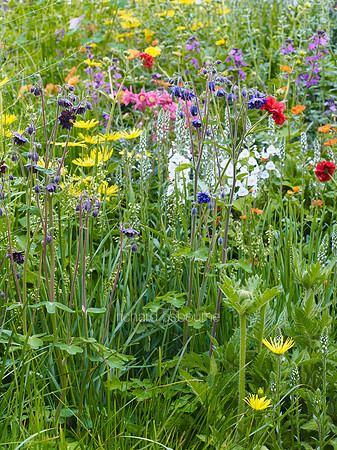 V7W11  Wildflowers