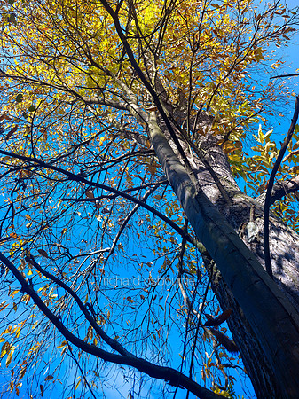 V7F34  Sweet Chestnut Tree, Ted Ellis Nature Reserve, Norfolk, UK