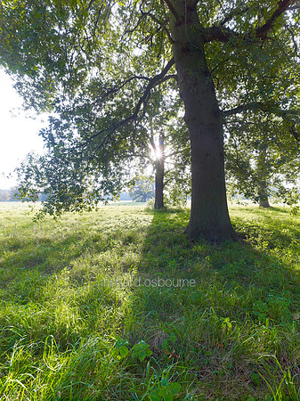 V6F37  Oak Trees at Dawn, Fritton, Norfolk, UK