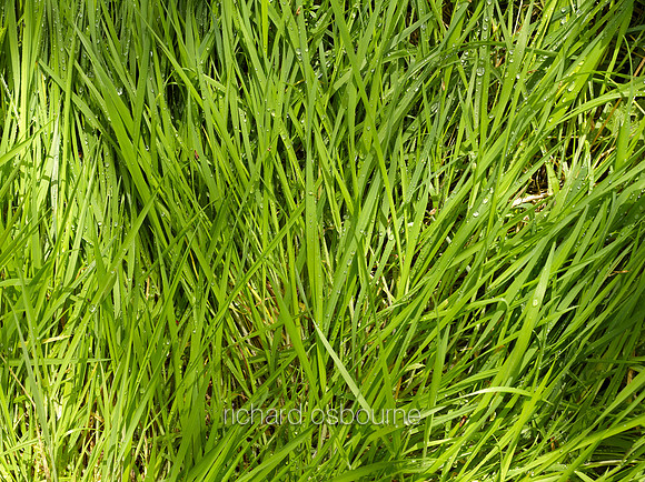 V8D2  Spring Grass After Rain, NWT Alderfen Broad, Norfolk, UK