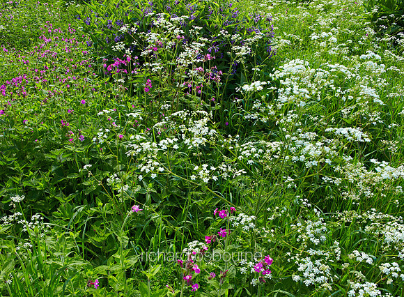 V6W23  Russian Comfrey and Cow Parsley, Newton Flotman, Norfolk, UK