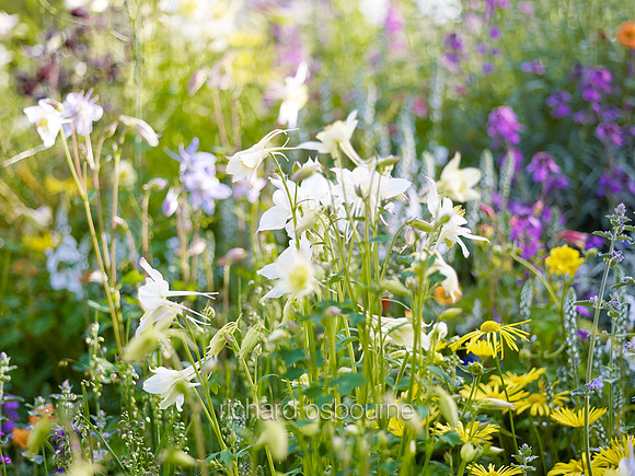 V7W14  Wildflowers
