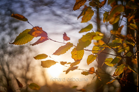 V15BL5  Autumn Hornbeam Leaves