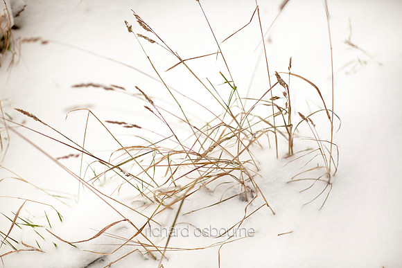 V6D47  Grasses, Snow