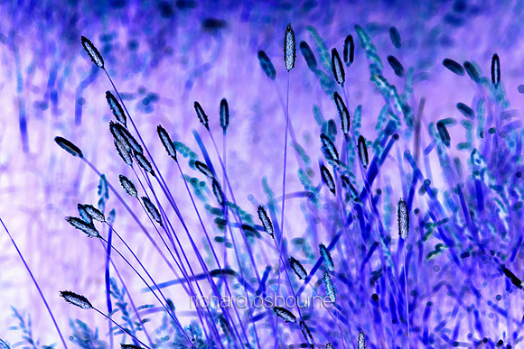 V7A5  Wild Grasses