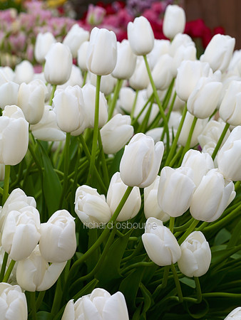 V7FL3  White Tulips