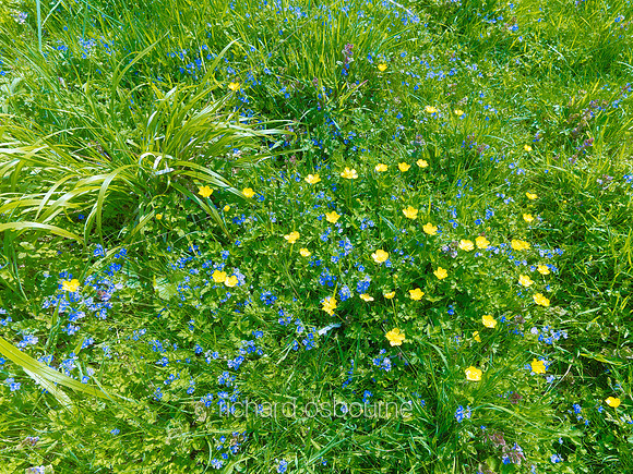 V6W14  Germander Speedwell and Buttercups, Norfolk, UK