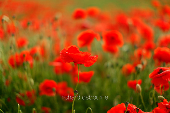 V5W16  Poppies, Norfolk, UK