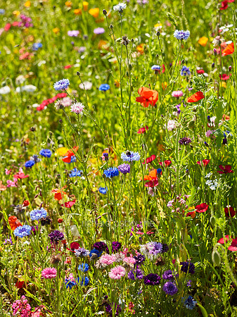 V9W18  Wildflowers