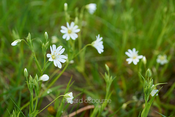 V10W4  Greater Stitchwort, NWT Ashwellthorpe Lower Wood, Norfolk, UK