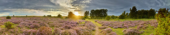 P4L15  NWT Roydon Common, Norfolk, UK