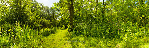P2F8  High Summer, NWT Upton Broad and Marshes, Norfolk, UK