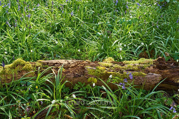 V10W3  NWT Ashwellthorpe Lower Wood, Norfolk, UK