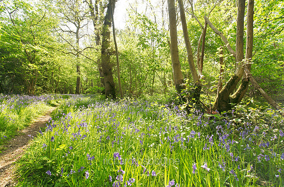 V6N55  NWT Foxley Wood, Norfolk, UK