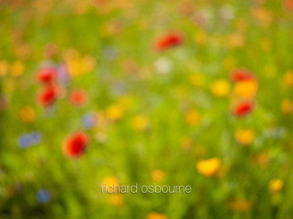 V9BG10  Wildflowers