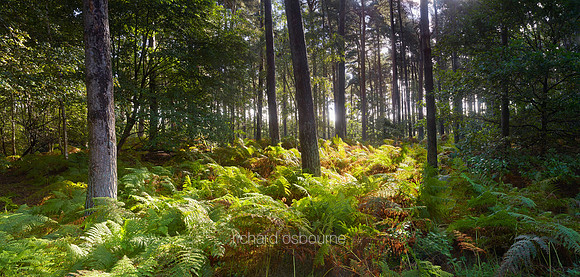 P4F8  Autumn, East Roudham Heath, Norfolk, UK