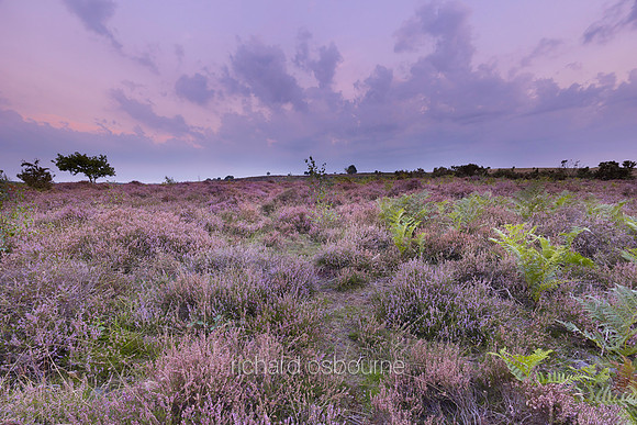 V7N9  NWT Roydon Common, Norfolk, UK