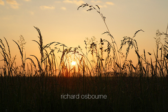 V1L1 Grasses at Dawn