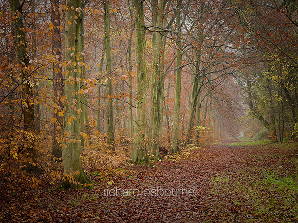 V8F34  Thetford Forest, Norfolk, UK
