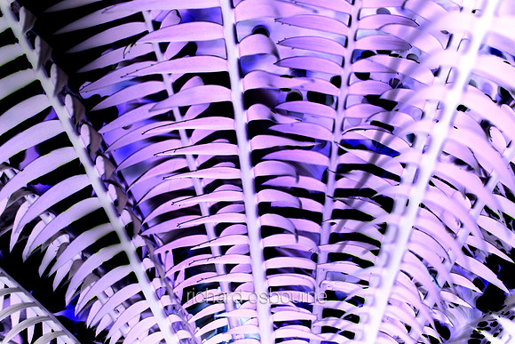 V5A20  Tropical Plant Abstract
