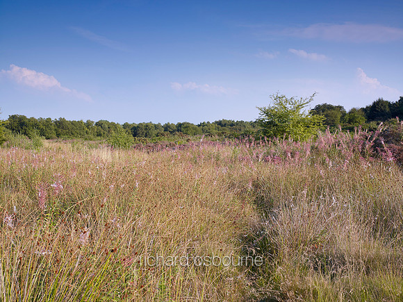 V7N14  NWT Syderstone Common, Norfolk, UK