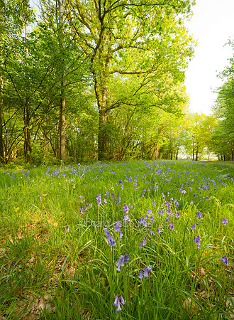 V5F9  Bluebells, NWT Foxley Wood, Norfolk, UK