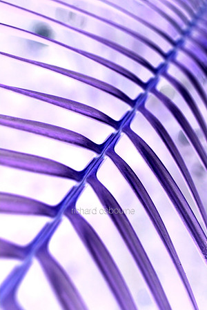V5A18  Tropical Plant Abstract