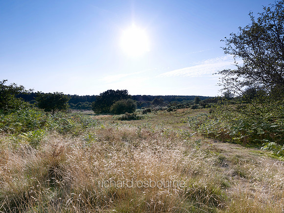 V7N11  NWT Syderstone Common, Norfolk, UK