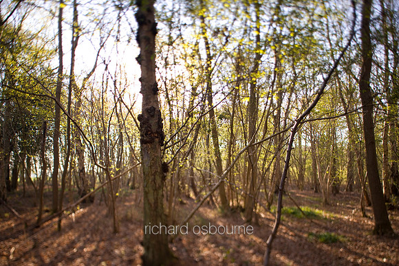 V2MT17 Wildwood II, Foxley Wood