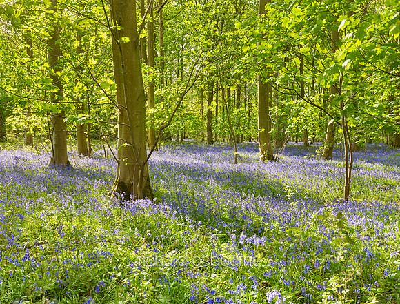 V10F3  Blickling, Norfolk, UK