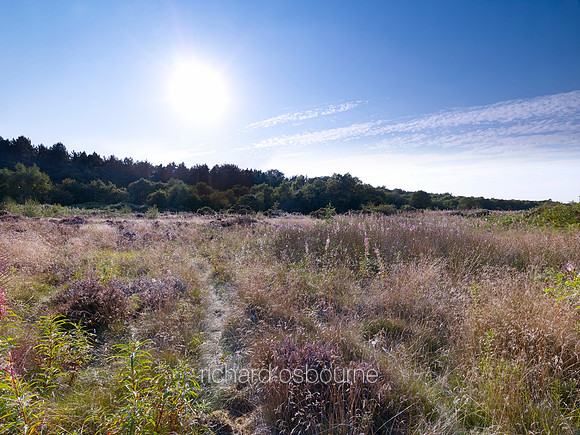V7N13  NWT Syderstone Common, Norfolk, UK