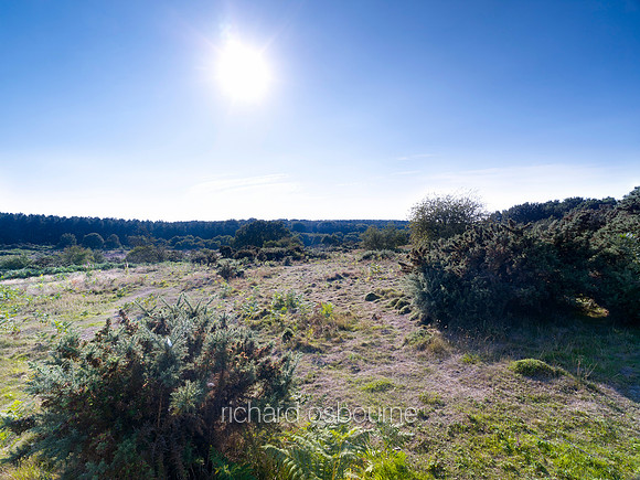 V7N10  NWT Syderstone Common, Norfolk, UK