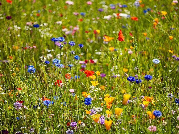 V9W17  Wildflowers